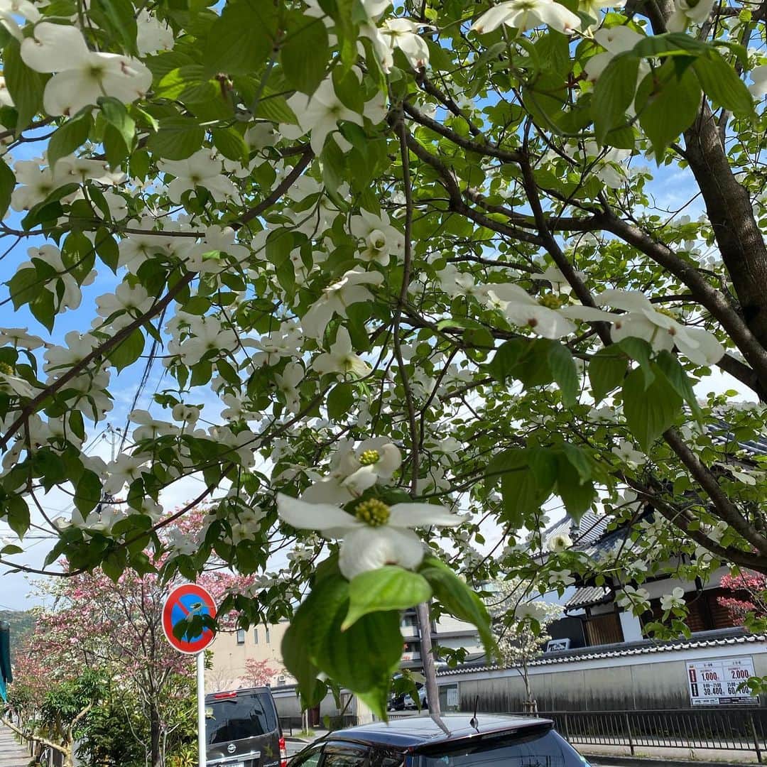 越野矢素子さんのインスタグラム写真 - (越野矢素子Instagram)「今日はドライブがてらパンを買いに行ったら人は歩いて居なかったけど、側道のお花が綺麗過ぎて何か泣けて来ました」4月22日 23時11分 - loversyaso