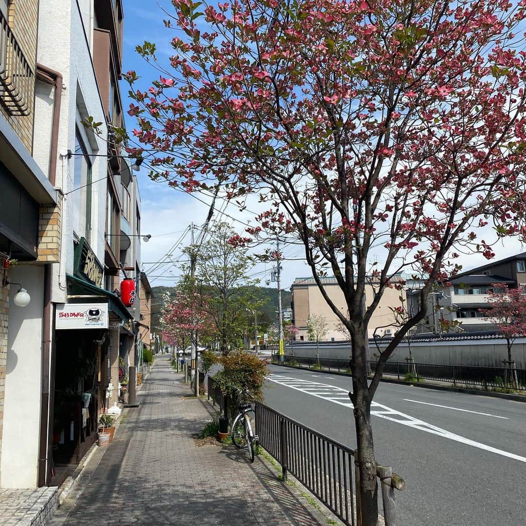 越野矢素子さんのインスタグラム写真 - (越野矢素子Instagram)「今日はドライブがてらパンを買いに行ったら人は歩いて居なかったけど、側道のお花が綺麗過ぎて何か泣けて来ました」4月22日 23時11分 - loversyaso