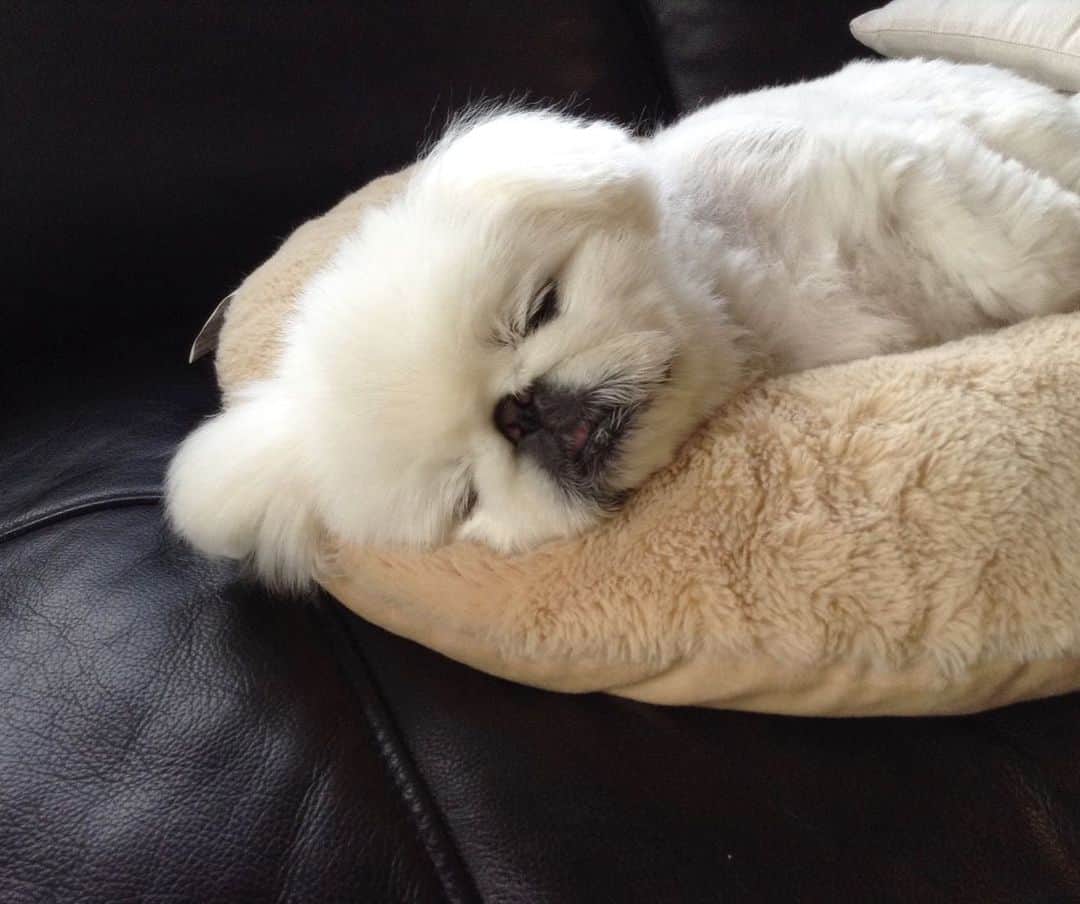 こなつのインスタグラム：「おやすみにーず🐶💤♡♡♡」