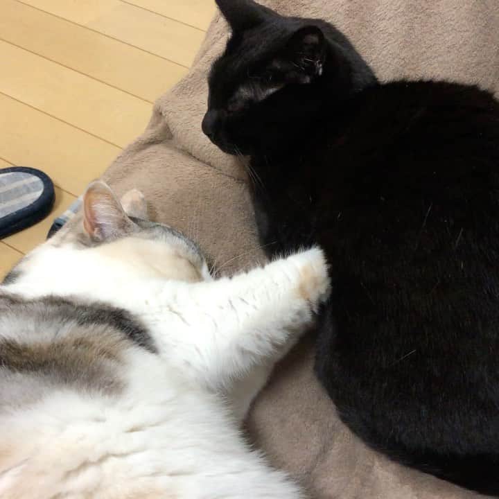 ホタテ＆クラム＆シラスのインスタグラム：「今夜のお腹ふみふみ #cat #neko #ScottishFold #猫 #ねこ #スコティッシュフォールド #catstagram #instagram #instagramjapan #ig_japan #igersjp」