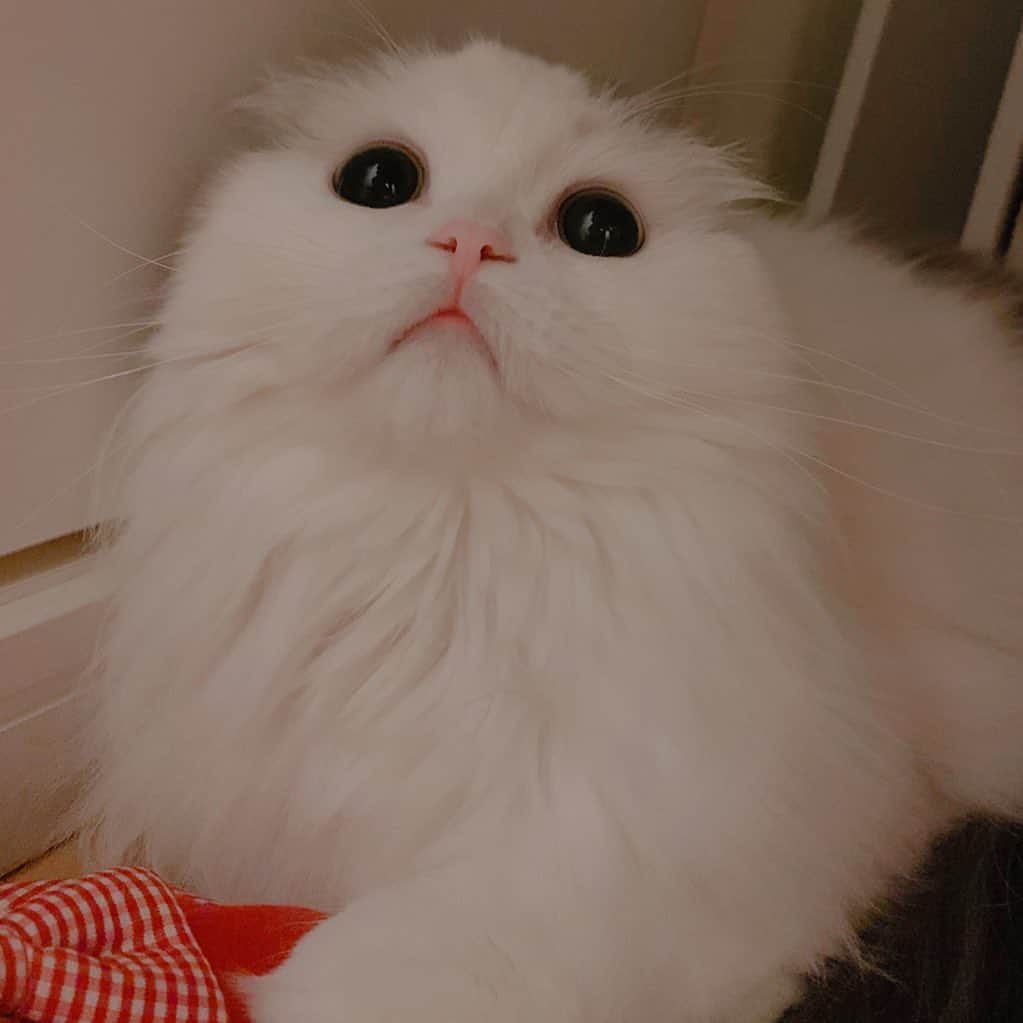 のんたのインスタグラム：「1〜4どのぱんちゃんが好き？かわいいなぁ😍 ・ #scottishfold #catstagram_japan #catsofinstagram #cats_of_instagram#catoftheday #ilovemycat #bestmeow #catlover #cutecat #kittensofinstagram #cute #スコティッシュフォールド」