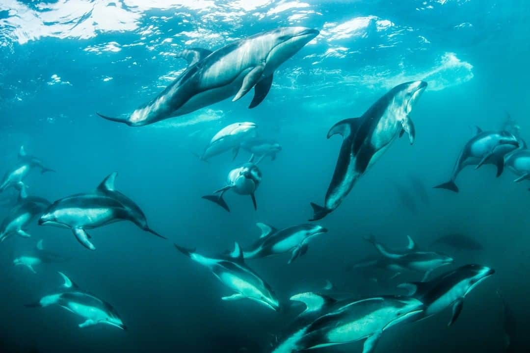 ナショナルジオグラフィックさんのインスタグラム写真 - (ナショナルジオグラフィックInstagram)「Photo by @PaulNicklen | Pacific white-sided dolphins travel together off the coast of Vancouver Island, British Columbia. Sunlight reaches for them from above, painting the skin of those near the surface with streaks of light. These animals are incredible to watch underwater. They are playful and charismatic, radiating curiosity and intelligence. You can see in this photo that the dolphin in the middle is staring right at me. I don't know what he was thinking, but I must have been pretty uninteresting because he looked away after this. Like the orcas that we saw in northern Norway, Pacific white-sided dolphins work in unity to corral entire schools of herring into glittering, silver balls so that everybody gets a chance to eat. This is a prime example of nature's systems at work. While the future may feel uncertain right now, as more and more people step into isolation every day, one thing remains clear to me: the power of community. I hope this dolphin pod provides an inspiring metaphor for understanding what the human species can achieve when we work together as #onlyone—whether that is in person or online. Stay safe, friends. Follow me @PaulNicklen for more examples of teamwork in #nature from @SeaLegacy's #OceanSchool. #ExtinctionEndsHere #TurningTheTide  This Earth Day, let your child’s imagination run wild. Encourage them to make their own safari scene and share them with us using #NatGeoEarthDayatHome. Visit natgeo.com/athome at our link in bio and invite other families to join in on the fun!」4月22日 23時37分 - natgeo