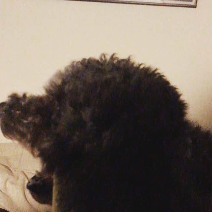 宇野剛史のインスタグラム：「ステイホーム🐕  #在宅営業中 #自粛 #stayhome」