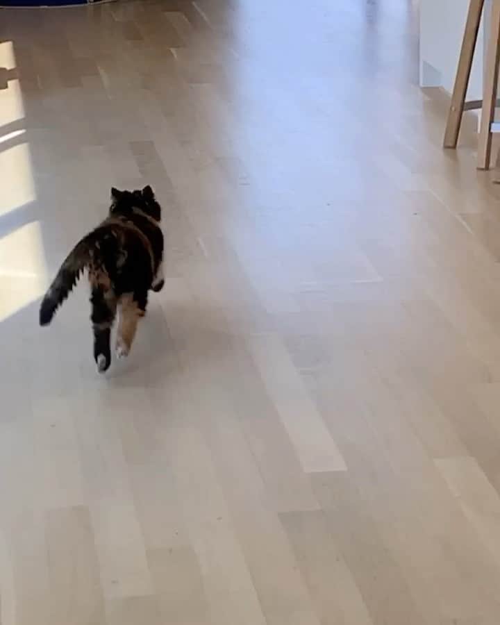 Pudgeのインスタグラム：「Did you even know pudge could run?  #monthlyexercise #workoutfromhome」