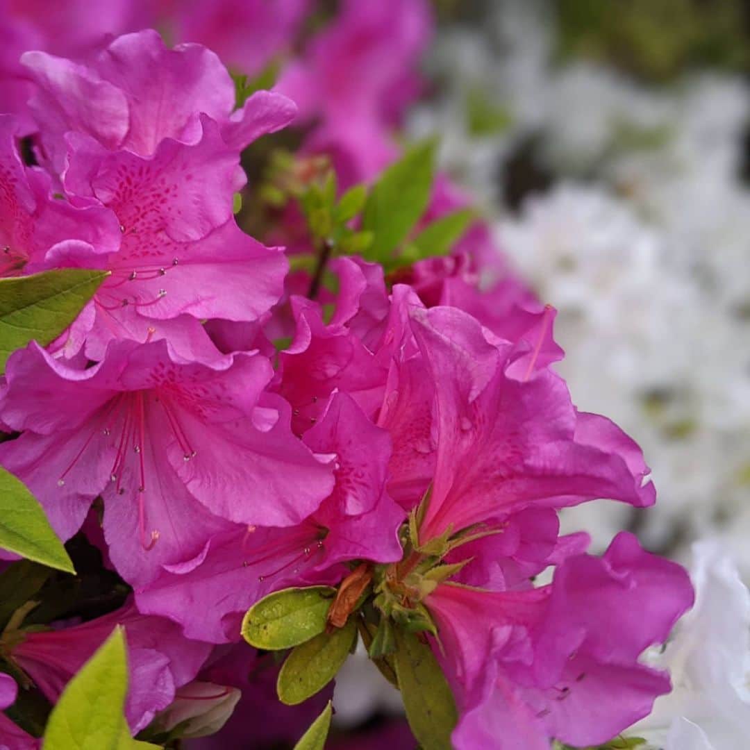 雨宮めるさんのインスタグラム写真 - (雨宮めるInstagram)「近頃お花屋さんに行けてないので 今日は御近所の花壇に癒やされた♡ #花のある暮らし #お花の季節 #ツツジ #花が好き」4月23日 0時27分 - amamiya_melty