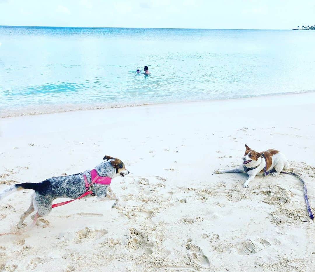 のインスタグラム：「🐶”Toffee remember what the beach was like?” 🐶”Is that where the sand is?” *Pre-Lockdown fun*  I will not lie to you, I have never given much thought to Earth Day. Besides being made to make papier-mâché globes in school it hasn’t dawned on me to acknowledge the day. Of course like everyone over the past few years, I have become  concerned about the state of the world and climate change but I think we can all agree that the start of 2020 Mother Earth has decided to hold her breath and wait to see what we do with the mess we have made. The entire world is at its knees. This isn’t a scenario where a major natural disaster has occurred and the world watches and sympathises and then moves on when another headline takes hold, the entire world is hurting together. We can’t look away. So as we wait for Mother Earth to exhale let’s just remember that we are all in this together. Earth Day won’t ever be the same for me again. #earth #earthday #bahamasstrong #bahamas」