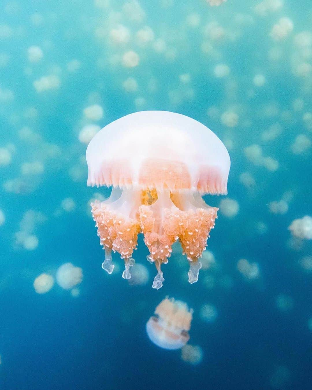 オールバーブラウンさんのインスタグラム写真 - (オールバーブラウンInstagram)「We are celebrating #Earthday today by appreciating places that are trying their upmost to make a sustainable and equitable future, like Palau, the first county to make visitors sign an eco-pledge in their passport upon arriving. 🐚 We hope that other countries will follow suit to protect the planet for future generations. 🌏 We are also dreaming about visiting the captivating Jellyfish Lake on Eli Malk island, part of the group of small, mostly uninhabited islands within #Palau. ⬆️ #PalauPledge #DoseOfSun #OBsAroundTheWorld」4月23日 0時54分 - orlebarbrown