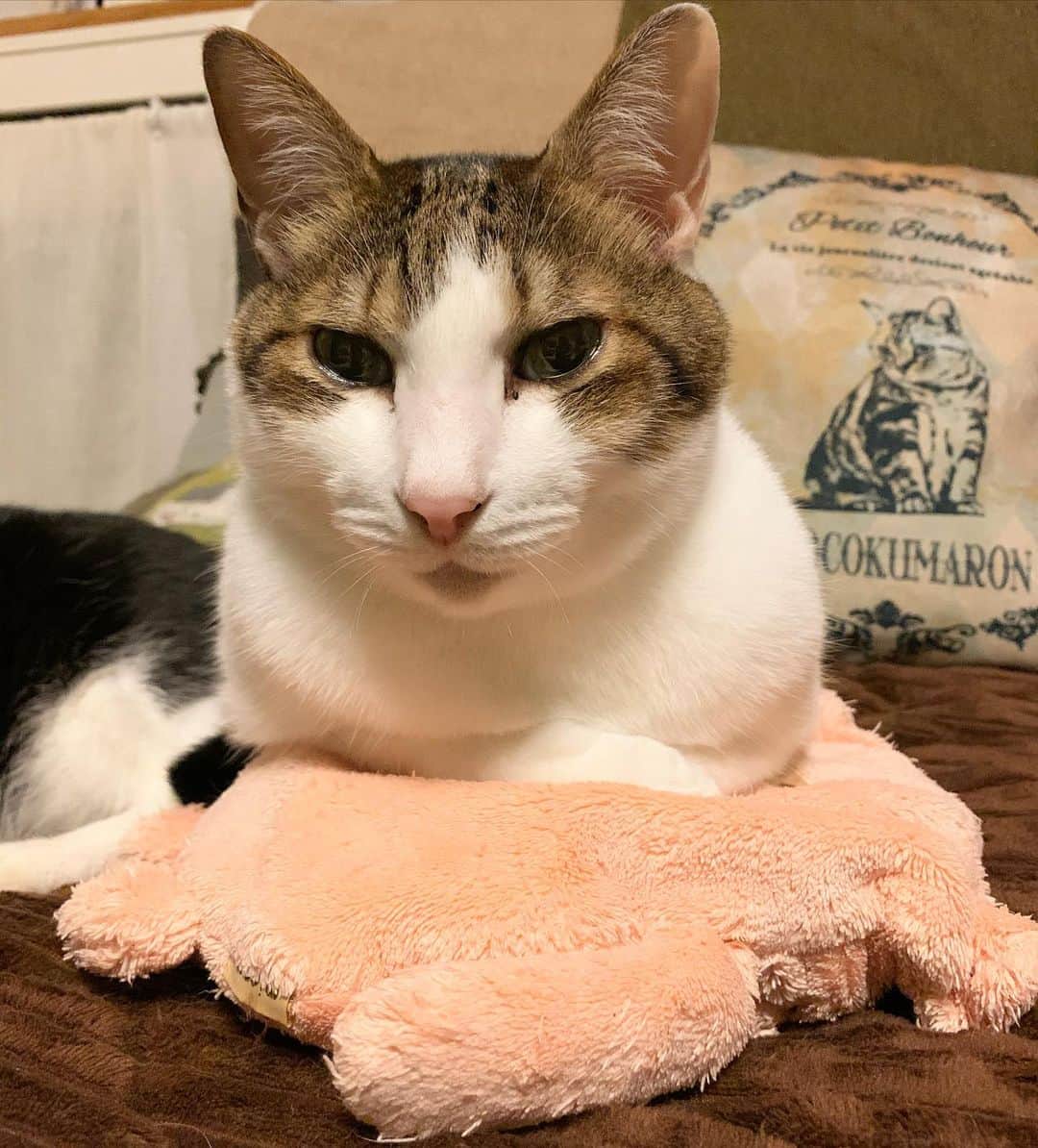 クマ・マロン・モモのインスタグラム：「今宵はちょっと冷えますね…﻿ 湯たんぽ、独り占め。﻿ ﻿ #猫 #cat #ねこ﻿ #catstagram #ilovecats ﻿ #猫と暮らす #保護猫﻿ #にゃんだふるらいふ﻿ #きじしろねこ﻿」