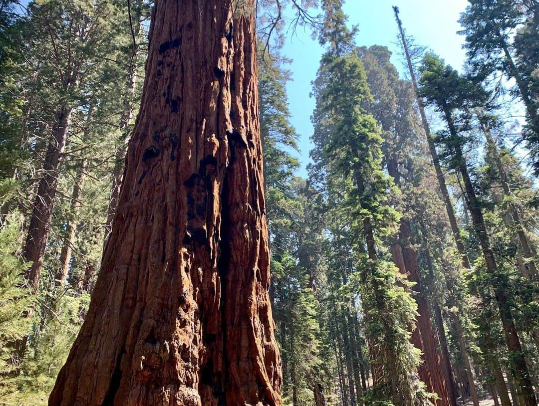 ルーシー・ヘイルさんのインスタグラム写真 - (ルーシー・ヘイルInstagram)「HAPPY BIRTHDAY to our Mother Earth ! I was supposed to take another solo trip to Yosemite this year, but because of current circumstances have had to delay. But here are some pics from last years trip to show how beautiful the world is there. I actually couldn’t believe what I was seeing and taking pictures of was real. Thank you Earth for being so majestic and giving us so much beauty. I hope we can all learn to take a little better care of you. In recent days, I’ve never seen the skies so clear in Los Angeles 🌎」4月23日 1時26分 - lucyhale