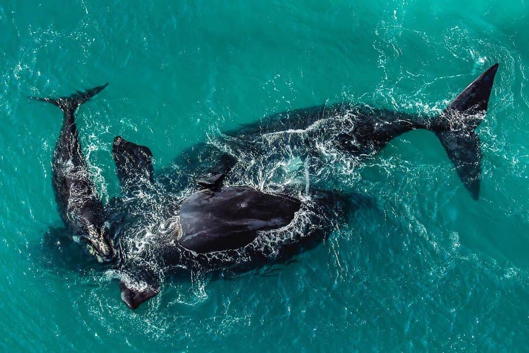 Thomas Peschakさんのインスタグラム写真 - (Thomas PeschakInstagram)「ANIMALS BEING CRAP AT SOCIAL DISTANCING Part 4 // Every winter southern right whales arrive along South Africa’s coast to give birth and mate. Here a calf hovers closely as a large male attempts to mate with its mother. Aerial shot on assignment for @natgeo #dehoopnaturereserve #southafrica #whales #animalsbeingcrapatsocialdistancing #socialdistancing」4月23日 1時30分 - thomaspeschak