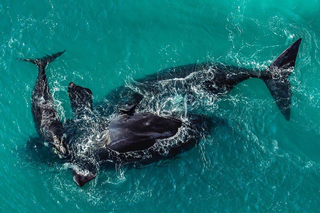 Thomas Peschakのインスタグラム：「ANIMALS BEING CRAP AT SOCIAL DISTANCING Part 4 // Every winter southern right whales arrive along South Africa’s coast to give birth and mate. Here a calf hovers closely as a large male attempts to mate with its mother. Aerial shot on assignment for @natgeo #dehoopnaturereserve #southafrica #whales #animalsbeingcrapatsocialdistancing #socialdistancing」