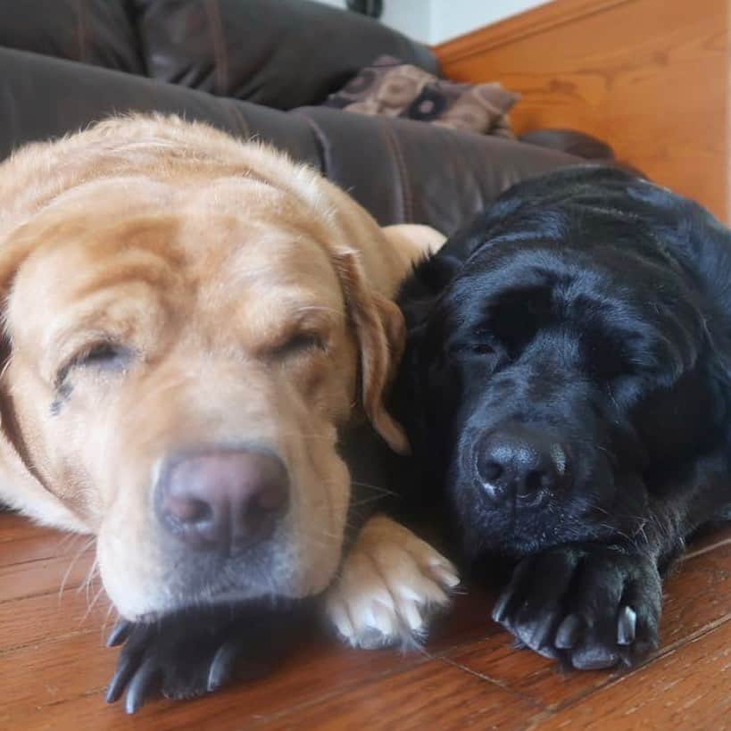 Jake And Gingerさんのインスタグラム写真 - (Jake And GingerInstagram)「Love you always 🥰🥰 #labs #doglife #marriage #marriedlife #marriagegoals #marrieddogs #labs_of_insta #labradorretriever #dogsofinsta #doglife🐾 #dogsworld #dogsofinstgram #doglove #dogsofinstagram #petlovers #petlove #petlover #petloversofinstagram #love #lovepets #lovedogs #lovedogsforever #fsudogs #labradorretriever」4月23日 1時36分 - jake_n_ginger