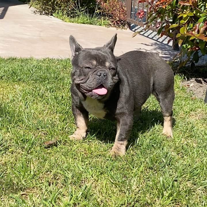 Oprahnbooのインスタグラム：「TeXAS BOY. #bluetri #frenchbulldog #frenchiesofinstagram #dogsofinstagram #dogoftheday #flatface #shortears #tonsofskin #tag #share」