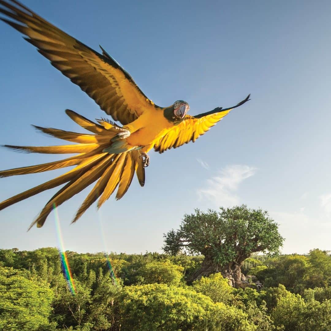 Walt Disney Worldのインスタグラム：「Is there a more majestic sight than a bird in flight? Read the story behind this photo of a macaw at Disney’s Animal Kingdom Theme Park from the photographers who took it in this week’s Behind the Camera 📷 on the Disney Parks Blog (link in bio) #DisneyMagicMoments ✨#DisneyCastLife」