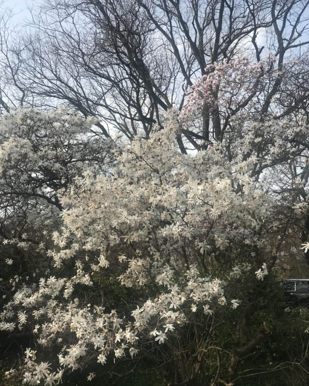 ジョージア・メイ・ジャガーさんのインスタグラム写真 - (ジョージア・メイ・ジャガーInstagram)「Never met a tree I didn’t like. Happy Earth Day everyone! I am more appreciative and grateful than ever before of this incredible planet we get to call home. Please support ocean conservation and follow @projectzero Also if you are need to find the perfect gift for someone buy them a tree @onetreeplanted」4月23日 3時33分 - georgiamayjagger