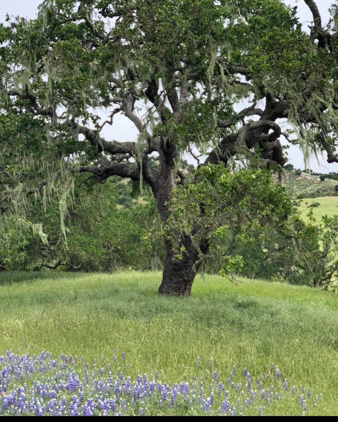 ジョージア・メイ・ジャガーさんのインスタグラム写真 - (ジョージア・メイ・ジャガーInstagram)「Never met a tree I didn’t like. Happy Earth Day everyone! I am more appreciative and grateful than ever before of this incredible planet we get to call home. Please support ocean conservation and follow @projectzero Also if you are need to find the perfect gift for someone buy them a tree @onetreeplanted」4月23日 3時33分 - georgiamayjagger