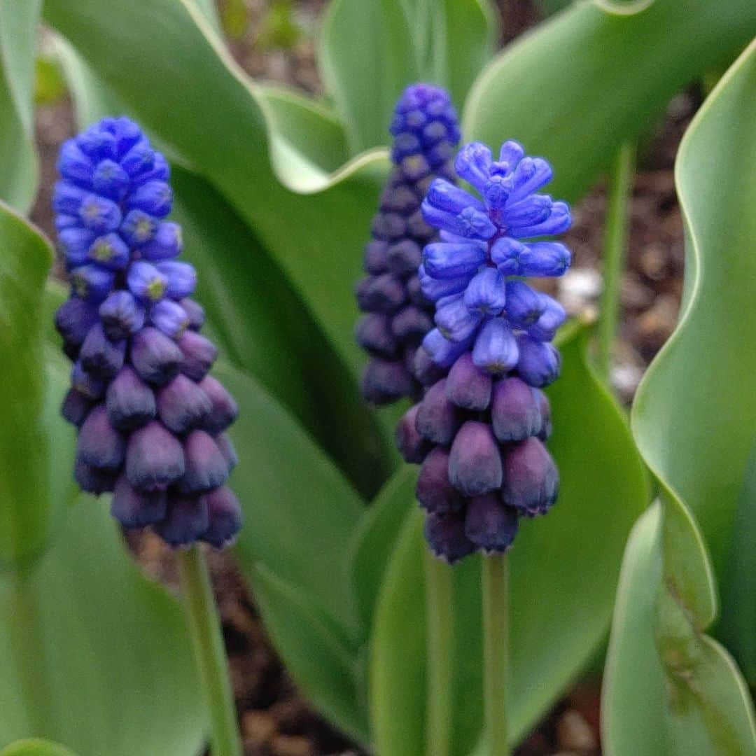 北海道放送「今日ドキッ!」さんのインスタグラム写真 - (北海道放送「今日ドキッ!」Instagram)「天気担当Sです。きょうは大通公園で花壇に花を植える作業が始まりましたね。それを横目に、白いムスカリの花を発見😆 青か紫しか知らなかったので、私の中では大発見でした❗こんな発見の写真も #そらリサーチ で募集中です！詳しくは #今日ドキッライフ で検索してください❗️ #今日ドキッ」4月23日 13時30分 - hbc_kyodoki