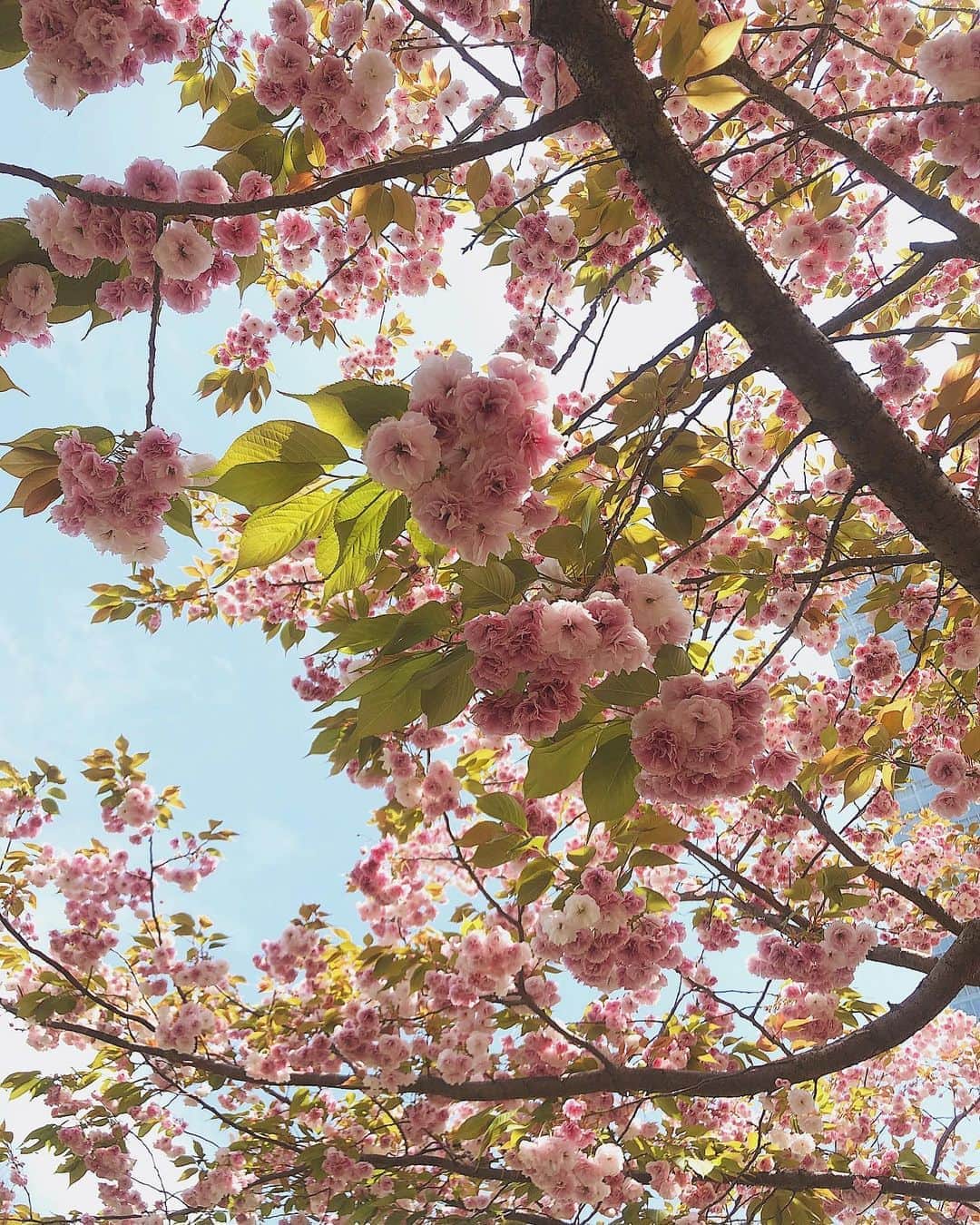 酒匂彩名さんのインスタグラム写真 - (酒匂彩名Instagram)「: スーパーに買い出し中。 まだ咲いてた😳🌸 : #桜　#フゲンゾウ #八重咲き #春　#晴天」4月23日 13時36分 - ayanasakoh