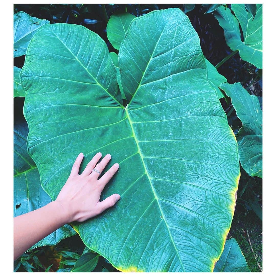 ジェラ・マリアーノのインスタグラム：「E mālama pono i ka ‘aina; nana mai ke ola #earthday 💚」