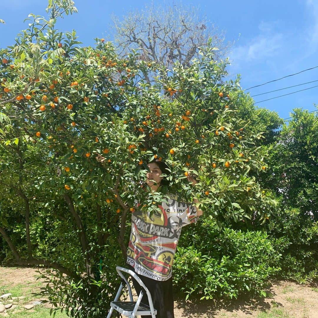 ソーコさんのインスタグラム写真 - (ソーコInstagram)「Happy earth day earth angels. 🕊🐄🐬🦩🦦🐓🐿🐁🦨🦢🐈🐔🐥🐎🦅🦆🦟🐛🦋🐌🦄🐴🐺🐝🐜🦂🐍🦗🐙🐠🐡🐋🦓🦏🐃🐏🐄🐎🦧🐘🐆🐳🦀🦚🌏🌍🌎 When life gives you kumquats, make dem marmelade !🧡💚🧡 #earthday #protectyourmother #govegan #veganfortheplanet -  I’ve never made jam before but.. my kumquat tree was so full, i didn’t want all these treasures to go unnoticed ... soooo.. yeah, now I’m top chef ! Sweetened with maple syrup and a little coconut sugar.. and... voila ! 🤤」4月23日 5時51分 - sokothecat