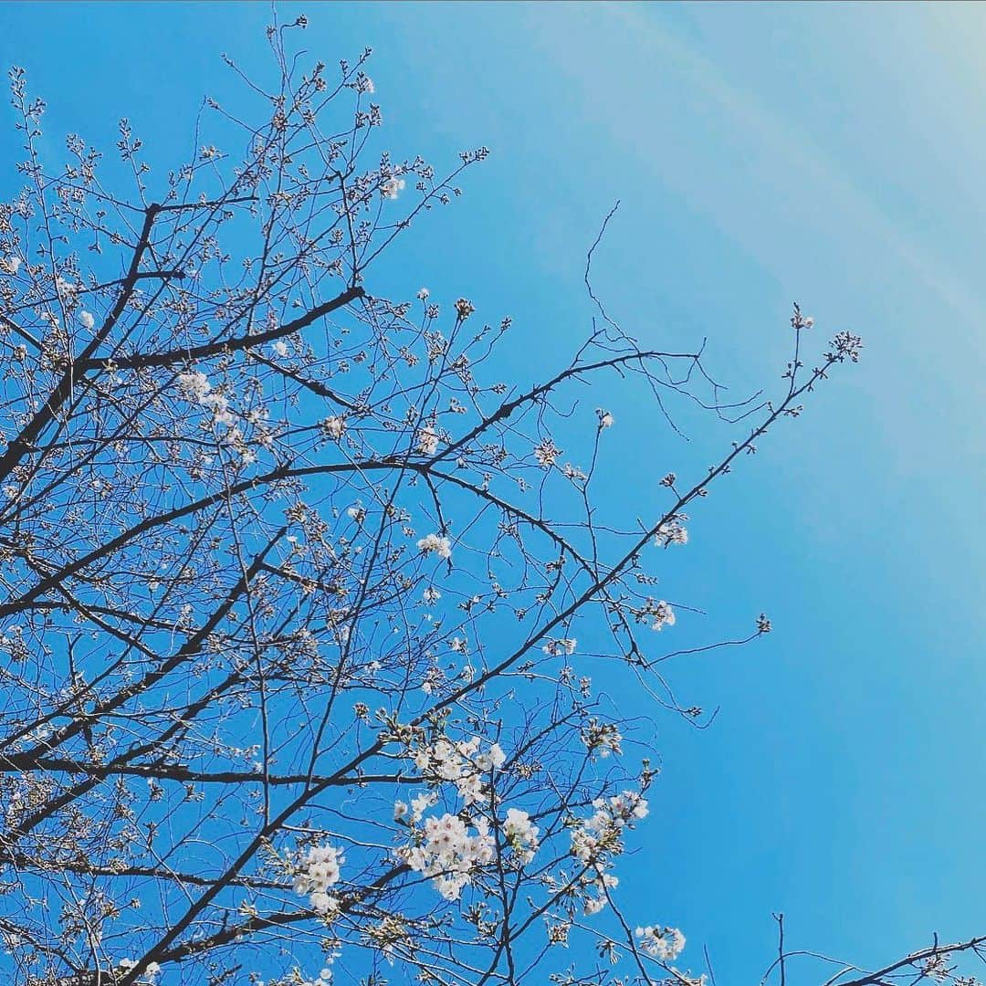 グッチさんのインスタグラム写真 - (グッチInstagram)「On #EarthDay2020, guitarist and singer, and ambassador of UNHCR (a UN Refugee Agency) @miyavi_ishihara shares a message with the #GucciCommunity. “Cherry blossoms were blooming without being seen this year due to coronavirus, and it made me realize how beautiful this world still is without us. Quarantine reminds us not to take our existence on Earth for granted. It’s hard to imagine a world without humans but we must never forget our responsibility to give back to a planet that has already given us so much.” #GucciOffTheGrid Discover more about our commitment to environmental and social change through link in bio.」4月23日 6時23分 - gucci