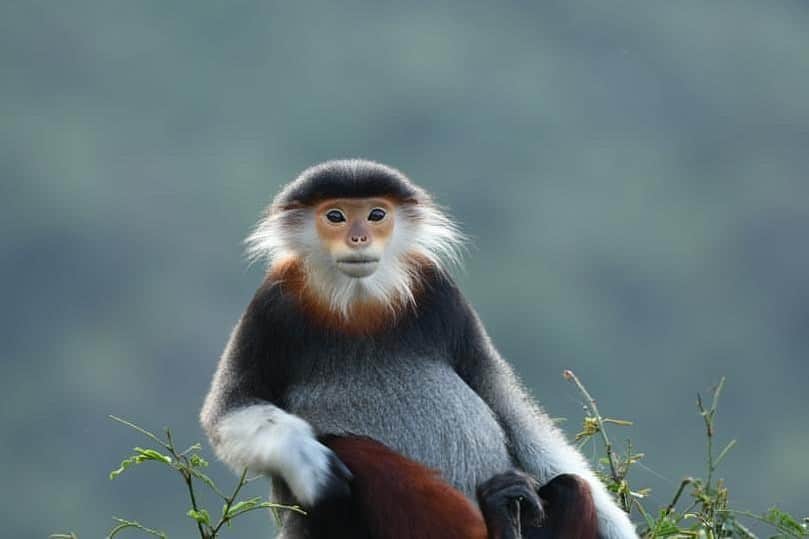 キム・ジョーンズのインスタグラム：「A Douc Langur in Son Tra Vietnam #earthday2020 thanks @tuan.wildlifephotography 🌏」