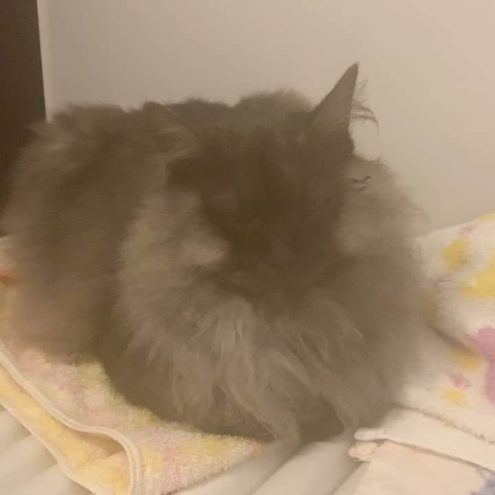 Nyankichi Noranekoのインスタグラム