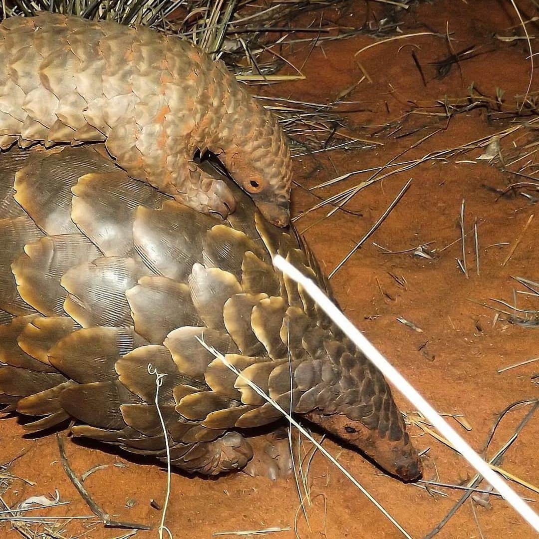 キム・ジョーンズのインスタグラム：「Pangolin and pangopup @tswalu @wendz222 #earthday2020」