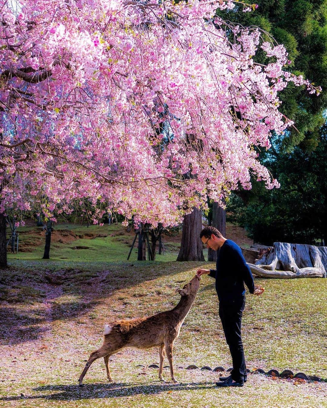 ティモシー・サイクスさんのインスタグラム写真 - (ティモシー・サイクスInstagram)「Our planet is so incredible and since today is #earthday I gotta say how grateful I am to have met so many amazing animals and be able to support the hardworking charities that care for them through the @karmagawa Foundation founded by @badboi and myself. It’s a scary time for too many species that we will lose in the next few years unless we make some serious changes with the way we live and treat this planet and the Coronavirus, which likely is a zoonotic disease that spread to humans due to unhygienic wild animal markets, should be a wakeup call to everyone! WE MUST RESPECT ANIMALS, OUR PLANET AND EACH OTHER MUCH MORE — let’s come out of this crisis wiser and more full of gratitude/love/appreciation before we create another crisis that kills even more innocent people and animals alike! #endanimalcruelty #animallover #happyearthday #coronavirus #karmagawa #drjewlittle」4月23日 7時54分 - timothysykes