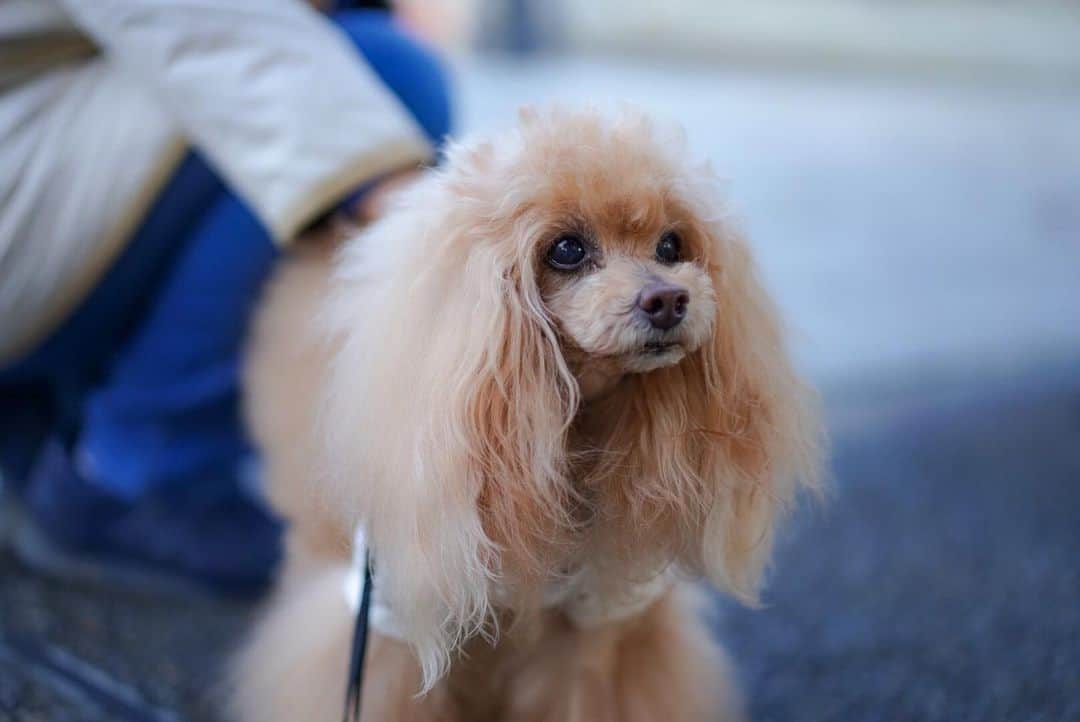 Toypoodle Mikuru?Asakusa Tokyoのインスタグラム：「20200423 Thursday. Good morning! Friends 💕 何気ない視線... いや、熱い視線の先は...オニク🍖 . 今朝も元気に肉活💪🏻 . #あさんぽ #肉活 #ツァイス写真部 . みくるの耳毛の質感が良く写ってるなぁ🥰」