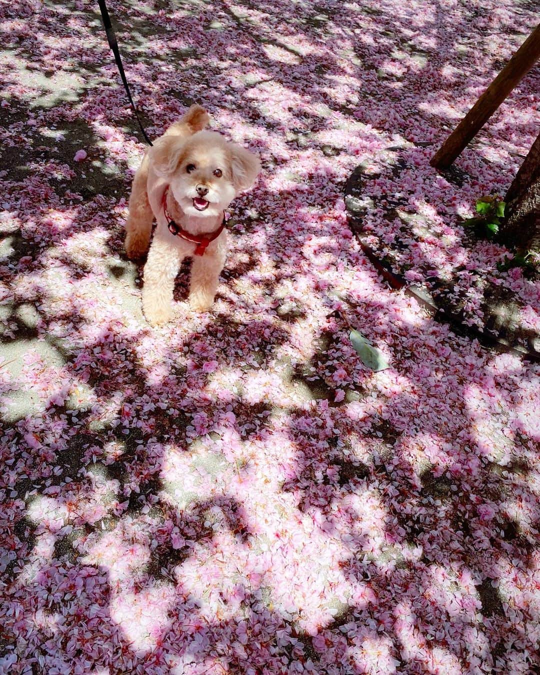 大西暁子さんのインスタグラム写真 - (大西暁子Instagram)「来年はおもきり桜を楽しもう🐶🌸 ﻿ #ばいばい🙋‍♀️　#桜の季節﻿」4月23日 9時01分 - akiko_onishi11