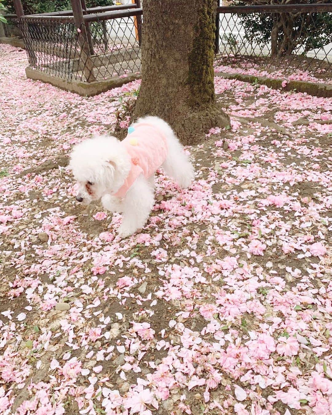姫歌ひな乃さんのインスタグラム写真 - (姫歌ひな乃Instagram)「はやくあそびたいね。 #stayhome 🏡💓 おすかる . . .」4月23日 14時51分 - hitomi_tomashino