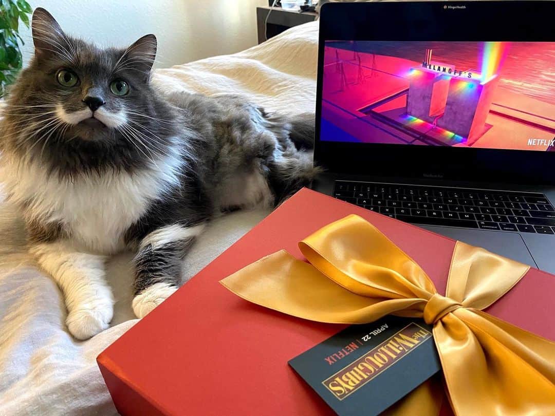 のインスタグラム：「I found the purrfect at home family activity for tonight. We’re watching the new movie, The Willoughbys, on Netflix! Entertaining and funny and I didn’t even take any catnip. You should watch it right meow. @netflixfilm  #mustachecat #ad #TheWilloughbys」