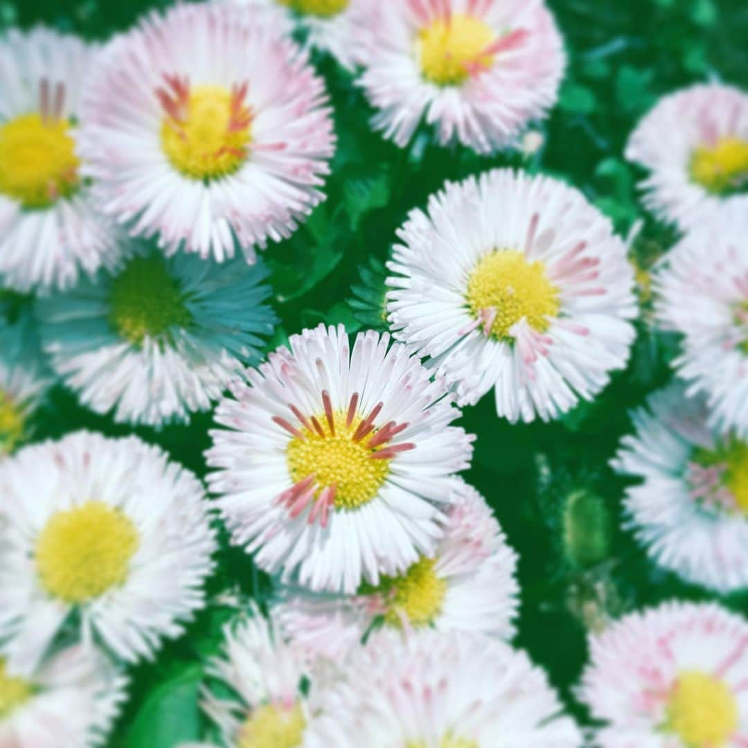 中野敬久さんのインスタグラム写真 - (中野敬久Instagram)「#flowers #flowersoflife #blossom #pink #white #hope #peace」4月23日 9時51分 - hirohisanakano