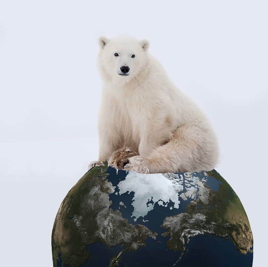 Polar Bearsのインスタグラム：「🌍🌏🌎 Happy Earth Day! 🌎🌏🌎 #earthday2020  Let’s show some love to our beautiful earth. Even though many of us may be confined in quarantine, we can still enjoy the great outdoors! Take a hike and get outside this week 🍃🌳 Also, don’t forget to recycle ♻️😉 And most importantly, love polar bears.」