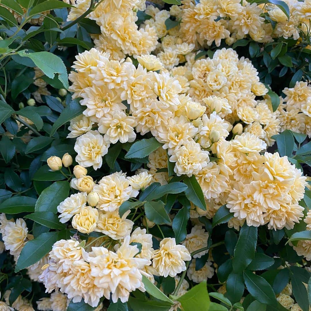 のインスタグラム：「🌼🌼🌼」