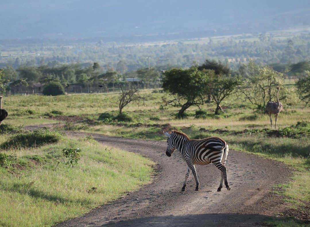 マリッサ・キャステリのインスタグラム：「Happy Earth Day! 🌍 I miss adventuring around you 🦓」