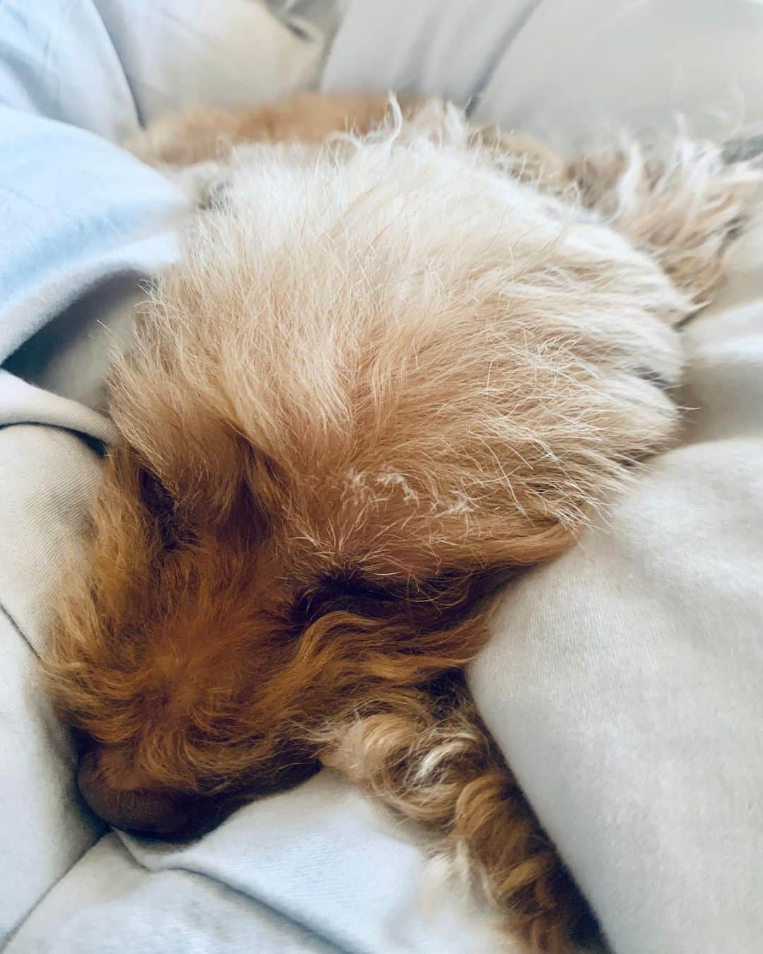 西川貴教のインスタグラム：「She was in bed all day long yesterday. She is just going to chill at her place today.」