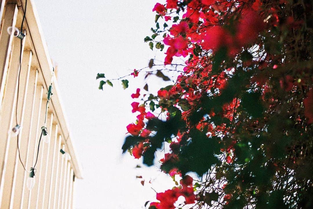 ケルシー・ロビンソンのインスタグラム：「A few of my favorites all thanks to Mother Earth ❤️✨ #35mm」