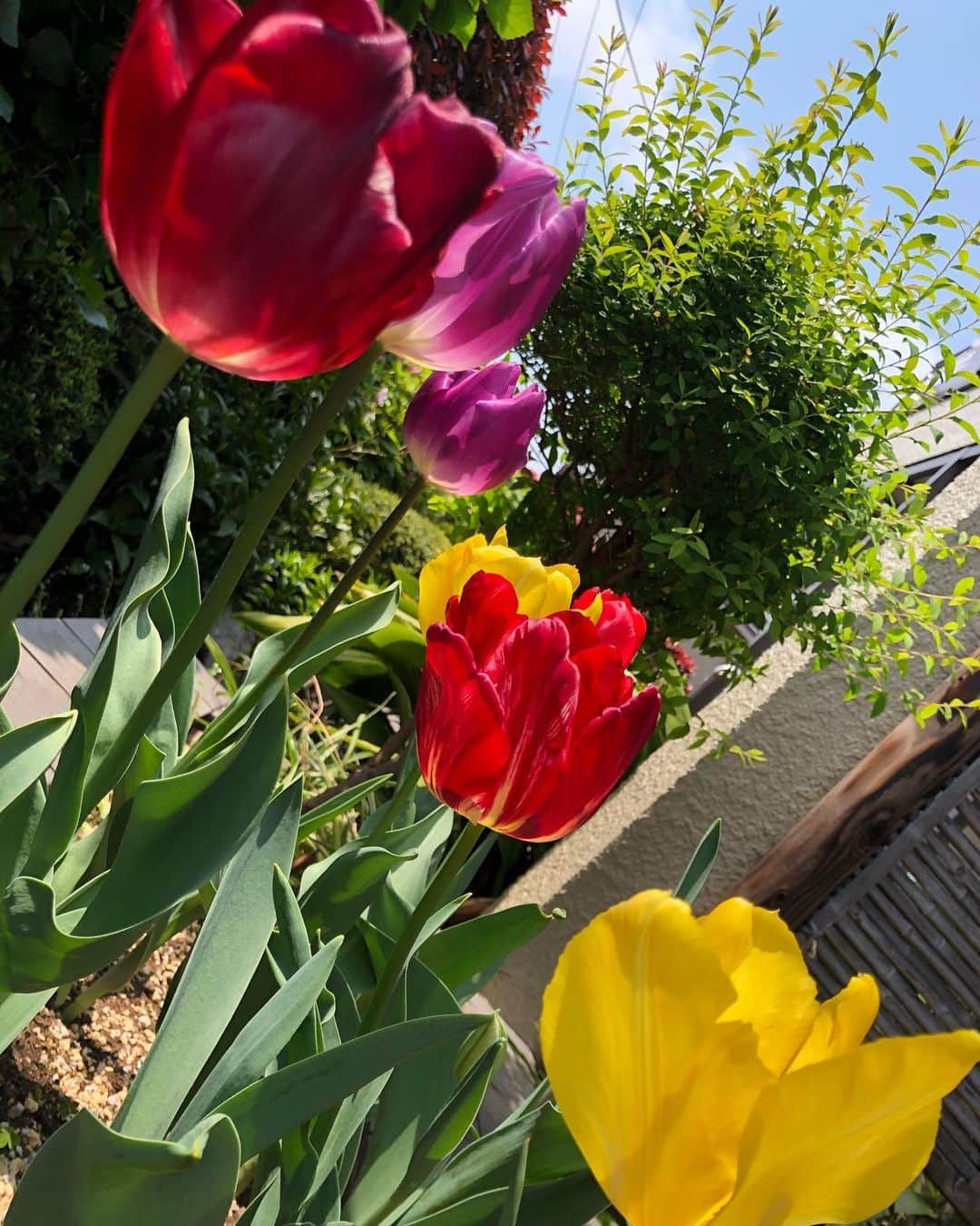 マシータさんのインスタグラム写真 - (マシータInstagram)「#チューリップ が咲きました🌷 . 特に画像加工とかしてないですけど、夏の日差しみたいですね✨ . こうして花の美しさを感じながら過ごすのもなんだか久しぶりな気がします😊」4月23日 10時58分 - maseeetadrums