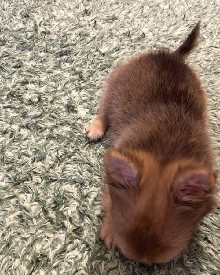 kayoのインスタグラム：「* * スマホに入ってる写真や動画を見返してたら くりおが お手ができるようになった時の動画があったよ☺️💕 * * 生後3ヶ月頃かな？ 懐かしいなぁーー🙄 * * kulio💗 * * #chihuahua#chihuahualove#dogstgram#dog#instadog#チワワ#チワワ大好き * *」