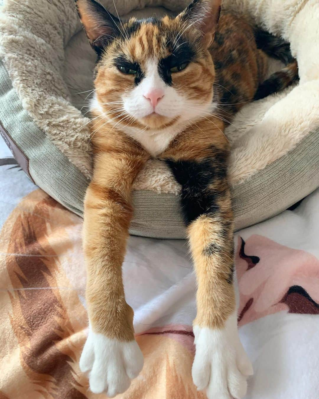 リリーのインスタグラム：「Mid-week stretch 😴 . . . . . #lillycrazyeyes #quarantine #stayhome #catsofinstagram #9gag #calico #instacat #meowstagram #meow #meowdel #wednesday #instacalico #calico  #stretch #humpday」