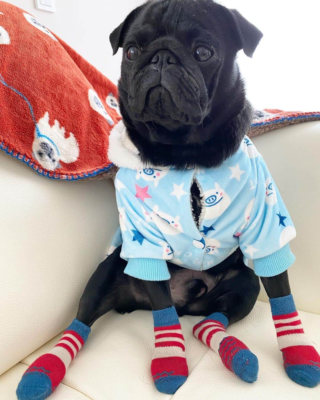 山口蛍のインスタグラム：「🐾 座り方が最高に可愛いクロくんです🥺🙏🏻 ・ #stayhome #staysafe ・ #pug #黒パグ #パグスタグラム #犬バカ部 #犬のいる暮らし」