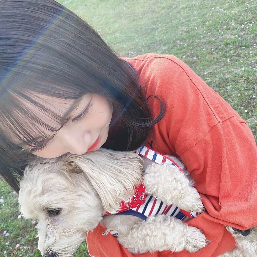 山本彩加さんのインスタグラム写真 - (山本彩加Instagram)「﻿ 光がよすぎて綺麗な光の線が﻿ 入ってる…✨🌈﻿ ﻿ ﻿ ﻿ #愛犬との暮らし」4月23日 11時26分 - ayaka48_yanyan
