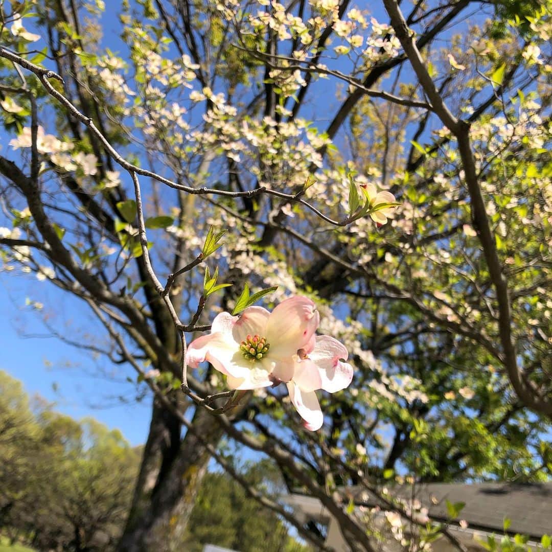 石川瑠利子のインスタグラム：「. . 人がまだ少なめな朝に公園をお散歩🚶‍♂️ お花と緑は癒されるよね🌸🌿 . . #flower #green #sky #お散歩 #公園」
