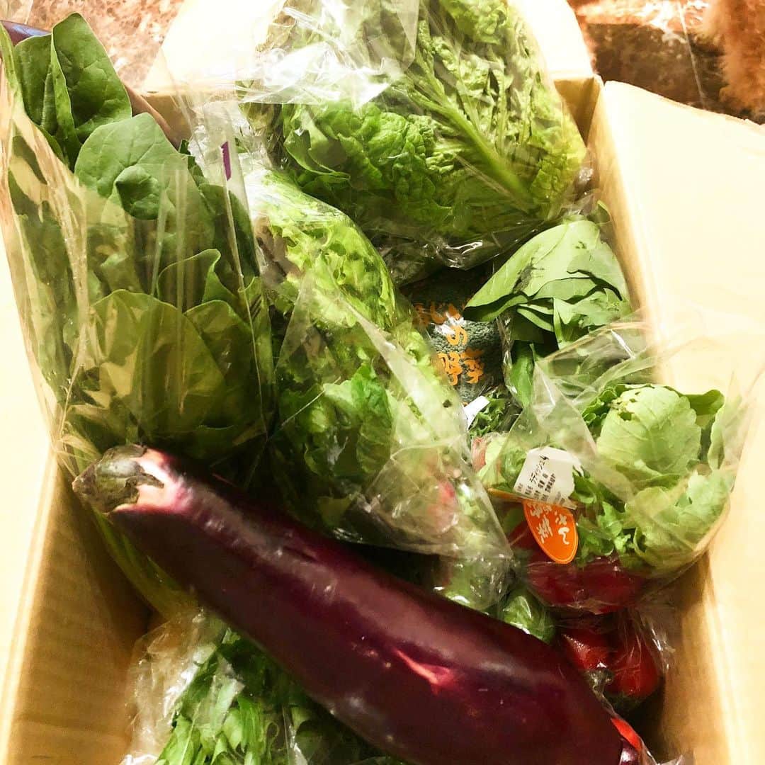 宮崎宣子さんのインスタグラム写真 - (宮崎宣子Instagram)「母から無農薬の宮崎野菜が届きました🥦🥒🍆🍅🥬🍊 あまりにもナスが大きいから、 顔比べやっちゃいます😂  宮崎は、まだ感染者も少なく、比較的生活しやすいみたいですが、  こんな元気な野菜を見ると、 思いっきり太陽の光を浴びて宮崎を楽しみたくなります。。。 この野菜たち…何にしようかなー☺️ #野菜たっぷり  #野菜鍋にしよう #鍋がない #卓上コンロもない #お家ご飯 #宮崎野菜 #宮崎無農薬野菜」4月23日 11時40分 - miyazaki_nobuko