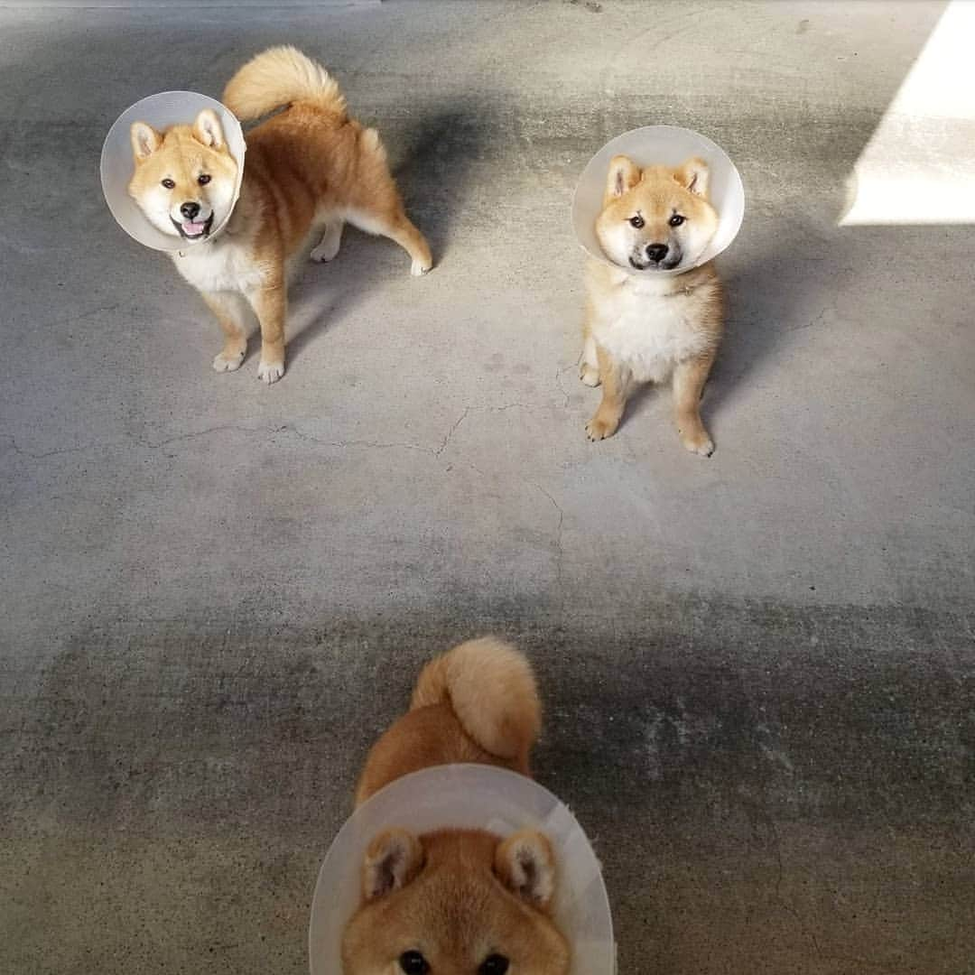 柴犬たま Shibainu Tamaさんのインスタグラム写真 - (柴犬たま Shibainu TamaInstagram)「室内ドッグランという名の車庫の窓からおしゅし達の様子を伺うのが最近の日課👀💡だいたい駆け寄ってきてブンブンしっぽ振ってる🤭 * Caption trans🇬🇧 It is my daily routine to look through the window at the sushi brothers in the garage👀💡 They approach me and shake their tails🤭 * #たま家族 #柴犬コイ #柴犬トロ #柴犬ウニ #おしゅし兄弟 #仲良し兄弟 #去勢手術 #エリザベスカラー #エリカラ #パラボラアンテナ #笑顔 #ふわもこ #かなりひし形 #柴犬 #shiba #shibainu #shibastagram #犬 #dog #柴犬子犬 #子犬 #shibapuppy #shibainupuppy #puppy #多頭飼い」4月23日 11時54分 - tama7653