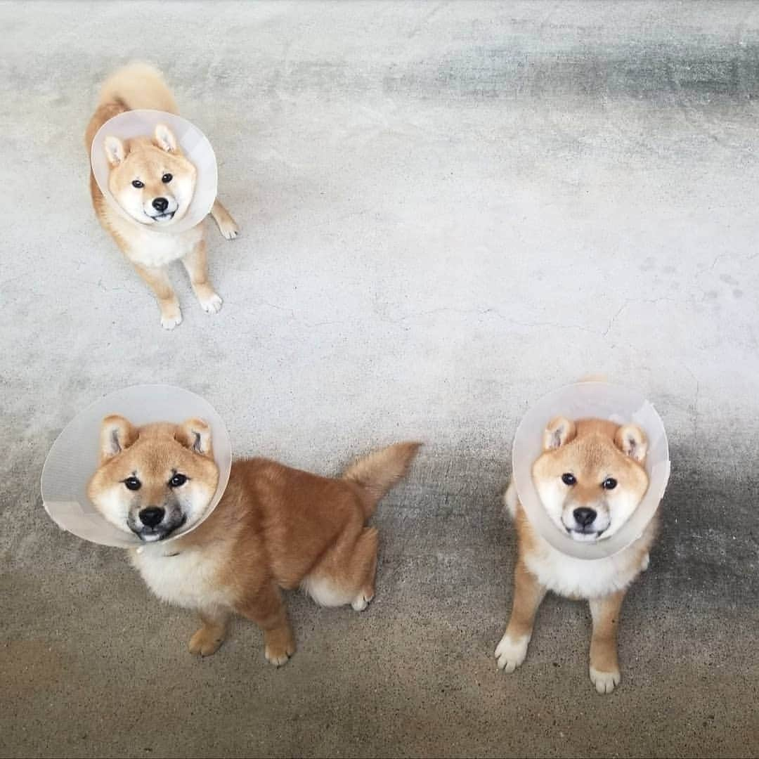 柴犬たま Shibainu Tamaさんのインスタグラム写真 - (柴犬たま Shibainu TamaInstagram)「室内ドッグランという名の車庫の窓からおしゅし達の様子を伺うのが最近の日課👀💡だいたい駆け寄ってきてブンブンしっぽ振ってる🤭 * Caption trans🇬🇧 It is my daily routine to look through the window at the sushi brothers in the garage👀💡 They approach me and shake their tails🤭 * #たま家族 #柴犬コイ #柴犬トロ #柴犬ウニ #おしゅし兄弟 #仲良し兄弟 #去勢手術 #エリザベスカラー #エリカラ #パラボラアンテナ #笑顔 #ふわもこ #かなりひし形 #柴犬 #shiba #shibainu #shibastagram #犬 #dog #柴犬子犬 #子犬 #shibapuppy #shibainupuppy #puppy #多頭飼い」4月23日 11時54分 - tama7653