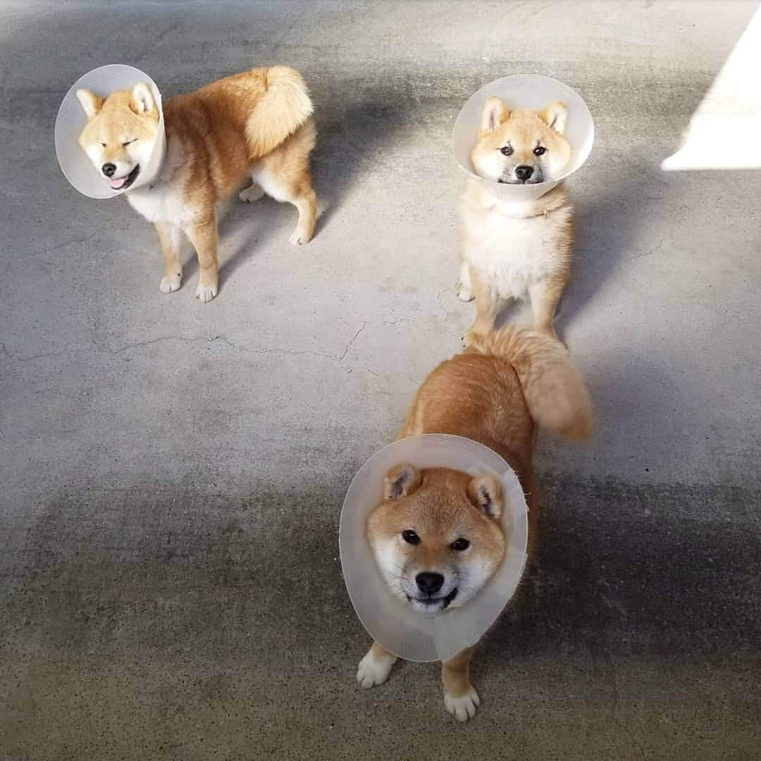 柴犬たま Shibainu Tamaさんのインスタグラム写真 - (柴犬たま Shibainu TamaInstagram)「室内ドッグランという名の車庫の窓からおしゅし達の様子を伺うのが最近の日課👀💡だいたい駆け寄ってきてブンブンしっぽ振ってる🤭 * Caption trans🇬🇧 It is my daily routine to look through the window at the sushi brothers in the garage👀💡 They approach me and shake their tails🤭 * #たま家族 #柴犬コイ #柴犬トロ #柴犬ウニ #おしゅし兄弟 #仲良し兄弟 #去勢手術 #エリザベスカラー #エリカラ #パラボラアンテナ #笑顔 #ふわもこ #かなりひし形 #柴犬 #shiba #shibainu #shibastagram #犬 #dog #柴犬子犬 #子犬 #shibapuppy #shibainupuppy #puppy #多頭飼い」4月23日 11時54分 - tama7653