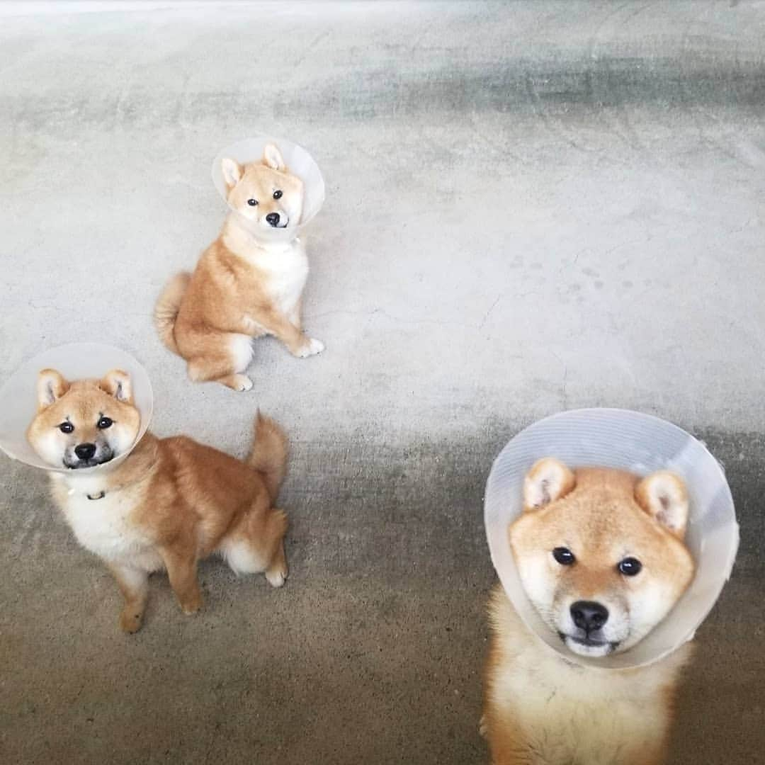 柴犬たま Shibainu Tamaさんのインスタグラム写真 - (柴犬たま Shibainu TamaInstagram)「室内ドッグランという名の車庫の窓からおしゅし達の様子を伺うのが最近の日課👀💡だいたい駆け寄ってきてブンブンしっぽ振ってる🤭 * Caption trans🇬🇧 It is my daily routine to look through the window at the sushi brothers in the garage👀💡 They approach me and shake their tails🤭 * #たま家族 #柴犬コイ #柴犬トロ #柴犬ウニ #おしゅし兄弟 #仲良し兄弟 #去勢手術 #エリザベスカラー #エリカラ #パラボラアンテナ #笑顔 #ふわもこ #かなりひし形 #柴犬 #shiba #shibainu #shibastagram #犬 #dog #柴犬子犬 #子犬 #shibapuppy #shibainupuppy #puppy #多頭飼い」4月23日 11時54分 - tama7653